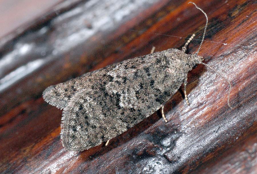 Cnephasia cfr communana. - Torticidae